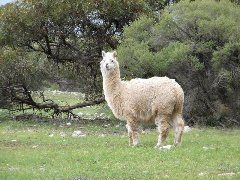 Lot 1 Bullers Road, Murray Bridge SA 5253