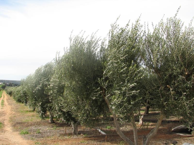 Rio Vista’ Carawatha Drive, Mypolonga SA 5254