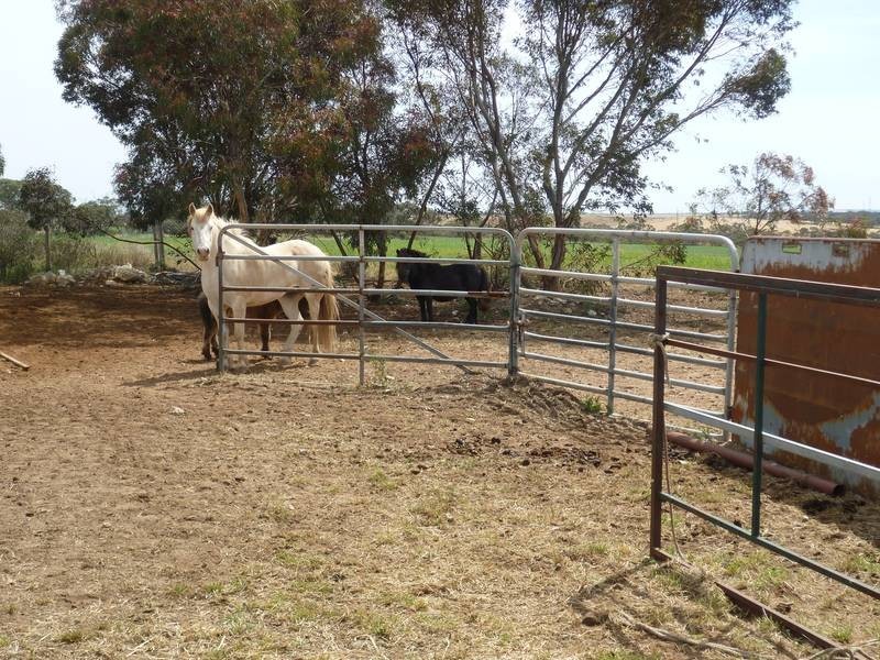 169 Kuchel Road, Murray Bridge SA 5253