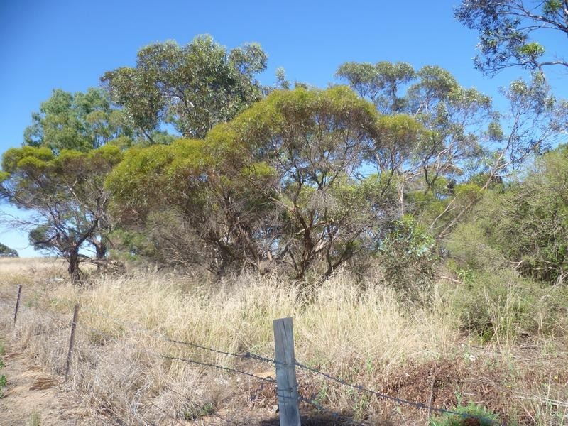 Lot 305 Mallee Highway Peake,, Tailem Bend SA 5259
