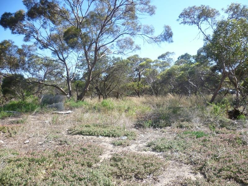 Lot 305 Mallee Highway, Peake SA 5301