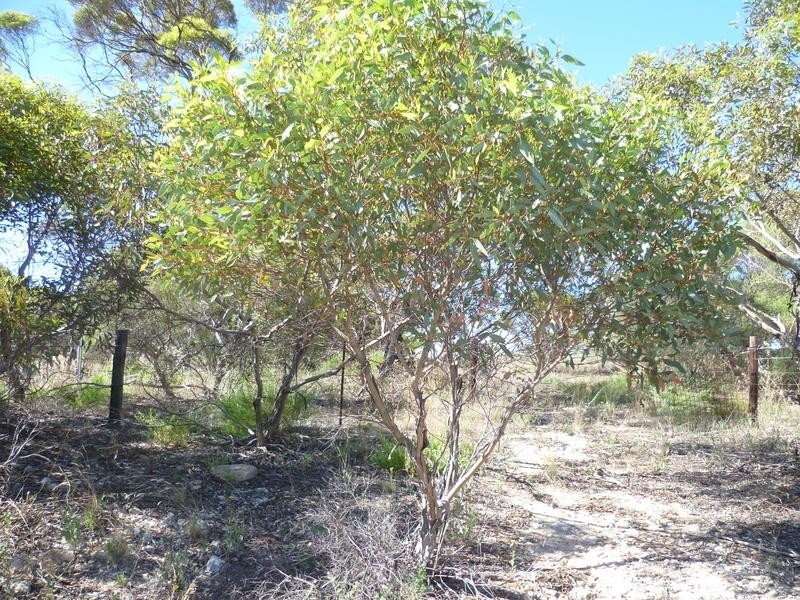 Lot 305 Mallee Highway, Peake SA 5301