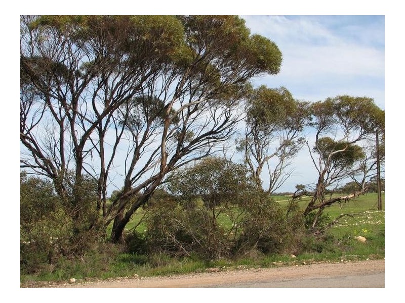 Sect 1119 Rathjen Road Mypolonga via, Murray Bridge SA 5253