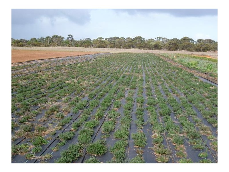 Lot 155 White Road, White Hill, Monarto SA 5254