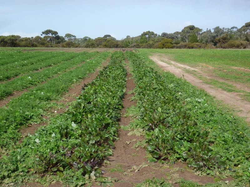 Lot 155 White Road, White Hill, Monarto SA 5254