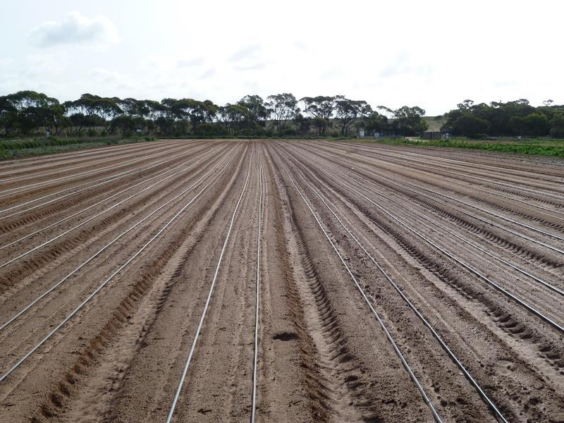 Lot 155 White Road, White Hill, Monarto SA 5254