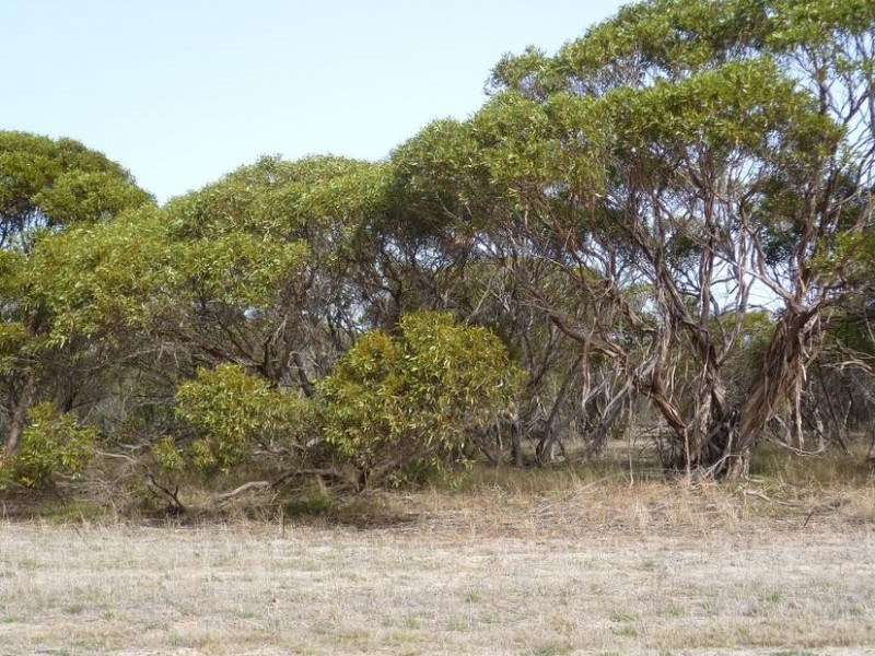 Lot 155 White Road, White Hill, Monarto SA 5254