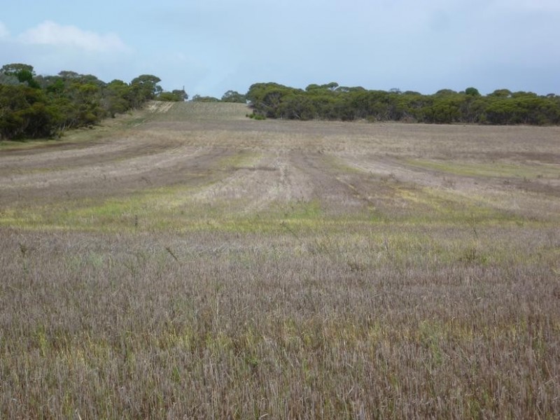 Lot 155 White Road, White Hill (Monarto) via, Murray Bridge SA 5253