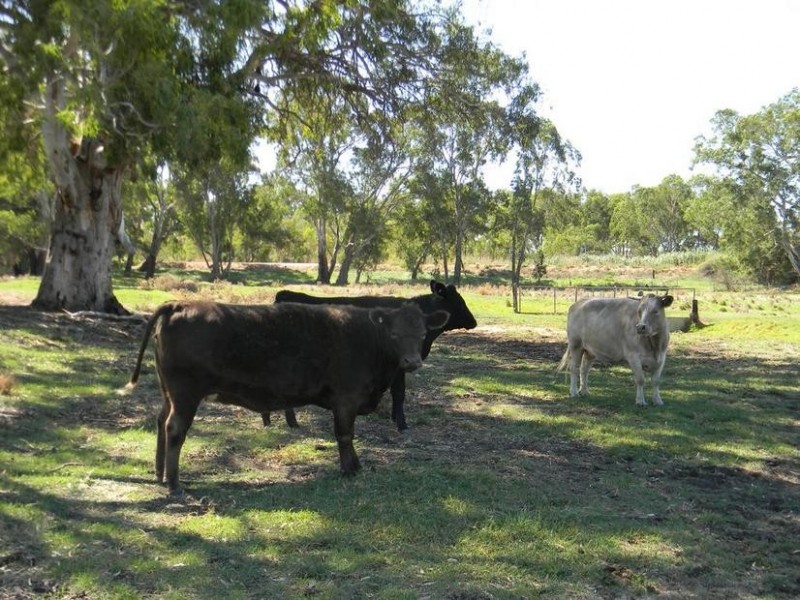 Lot 51,  North Bokara Rd, Woodlane SA 5238