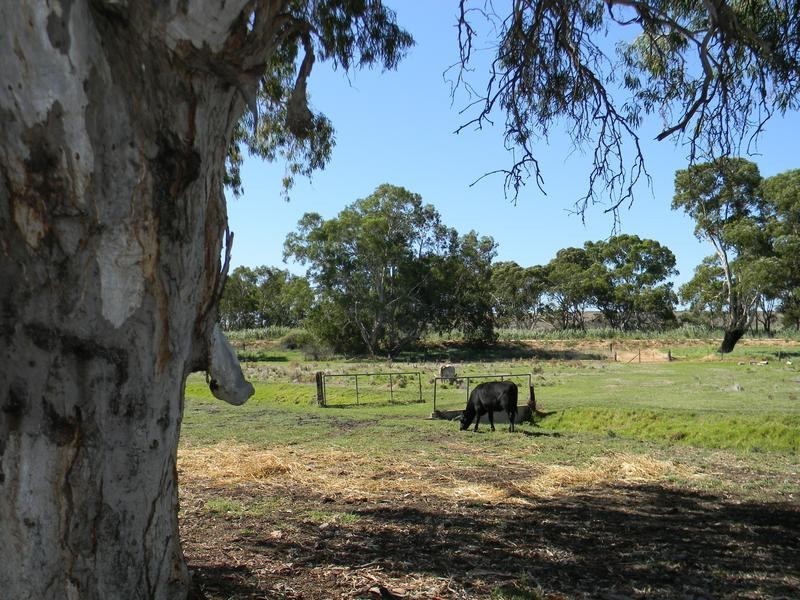 Lot 51,  North Bokara Rd, Woodlane SA 5238