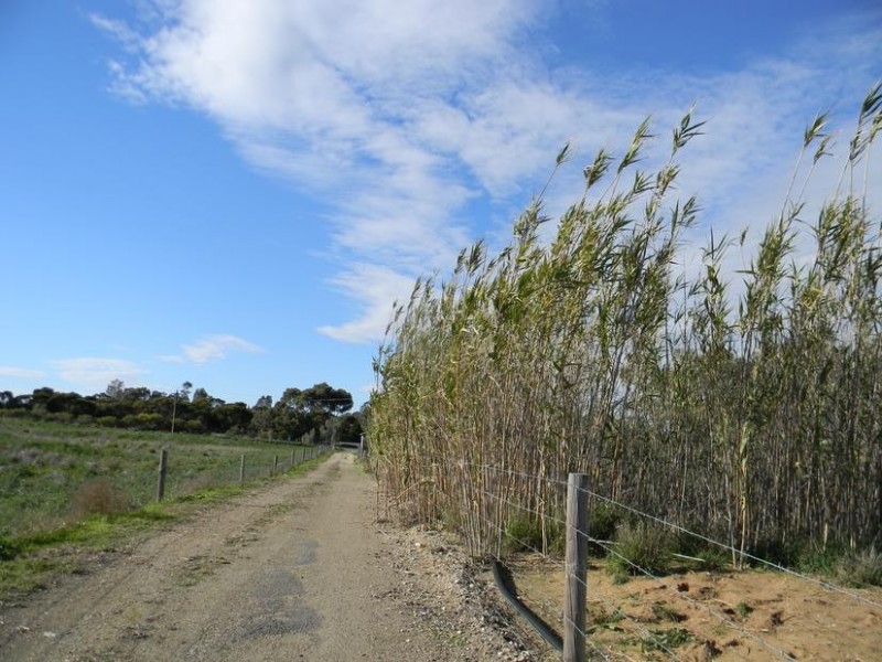 Lot 116, 8518 Princes Highway, Tailem Bend SA 5259