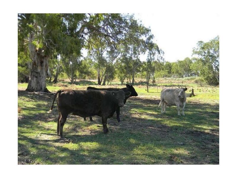 Lot 51 North Bokara Road, Woodlane SA 5238