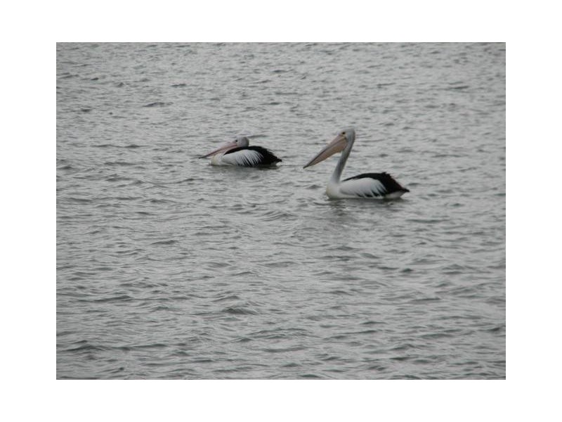 Lot 154 Tolmer Street, Wellington SA 5259