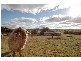 Lot 1 Mannum – Murray Bridge Road, Mannum SA 5238