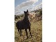 Lot 1 Mannum – Murray Bridge Road, Mannum SA 5238
