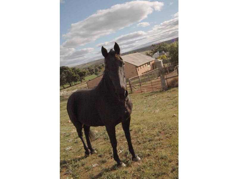 Lot 1 Mannum – Murray Bridge Road, Mannum SA 5238