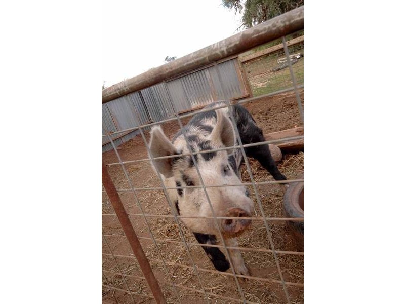 Lot 1 Mannum – Murray Bridge Road, Mannum SA 5238