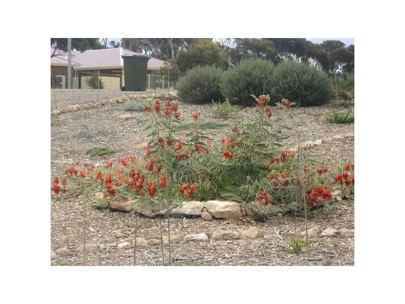 21 Bungana Drive, Murray Bridge East SA 5253