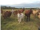 Lot 1, 539 Maryborough – Hervey Bay Road, Nikenbah QLD 4655