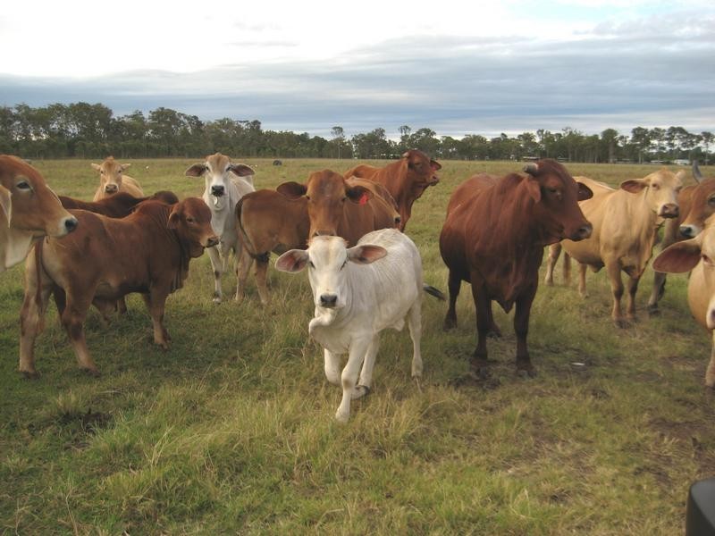 Lot 1, 539 Maryborough – Hervey Bay Road, Nikenbah QLD 4655