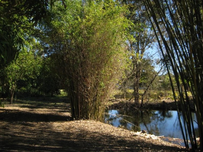 5 Palm Lodge Drive, Craignish QLD 4655