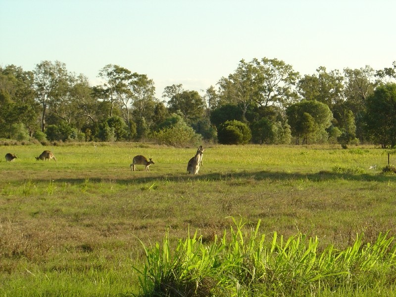 559 O’regan Creek Road, Toogoom QLD 4655