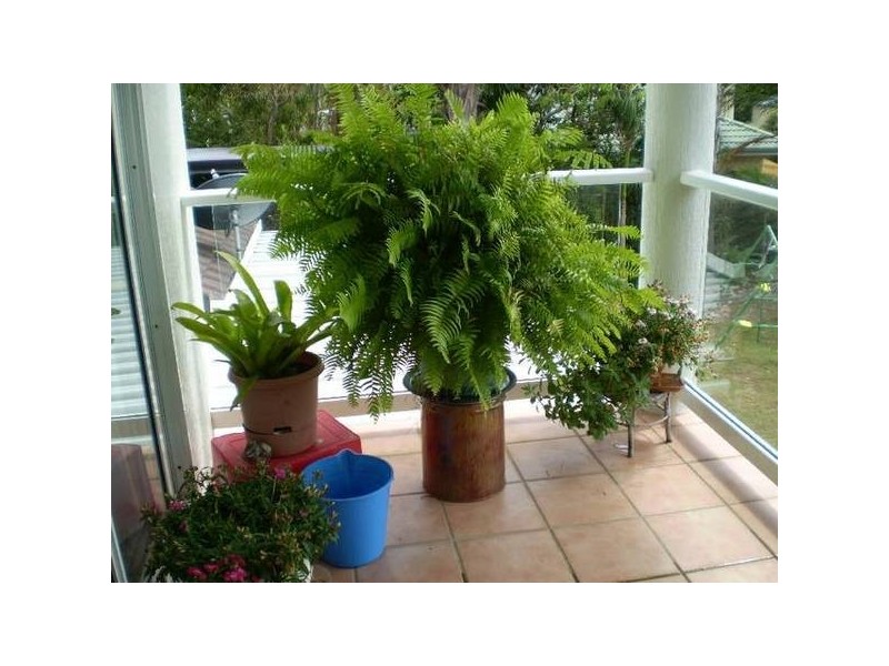 20 Skinner Crescent, Urangan QLD 4655