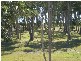 529 O’Regan
Creek Road, Toogoom QLD 4655