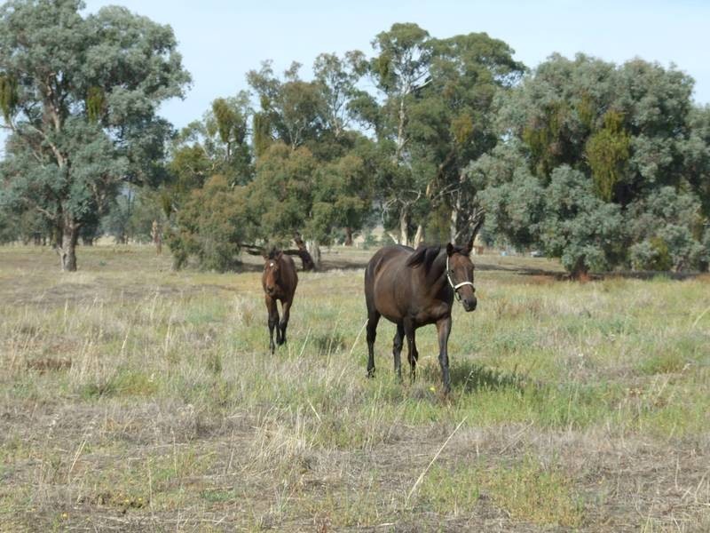 Killawarra VIC 3678