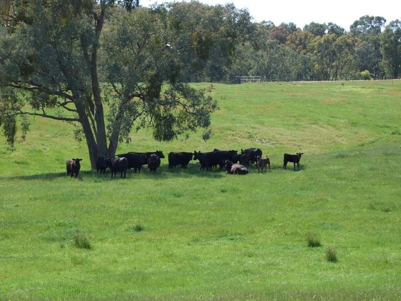 Tarrawingee VIC 3678