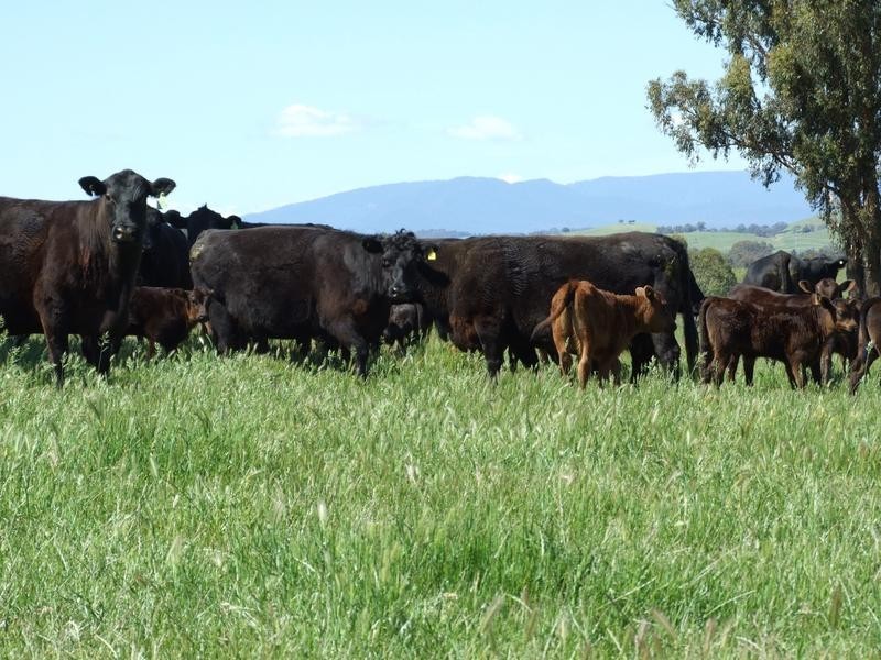 Tarrawingee VIC 3678