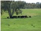 Markwood VIC 3678