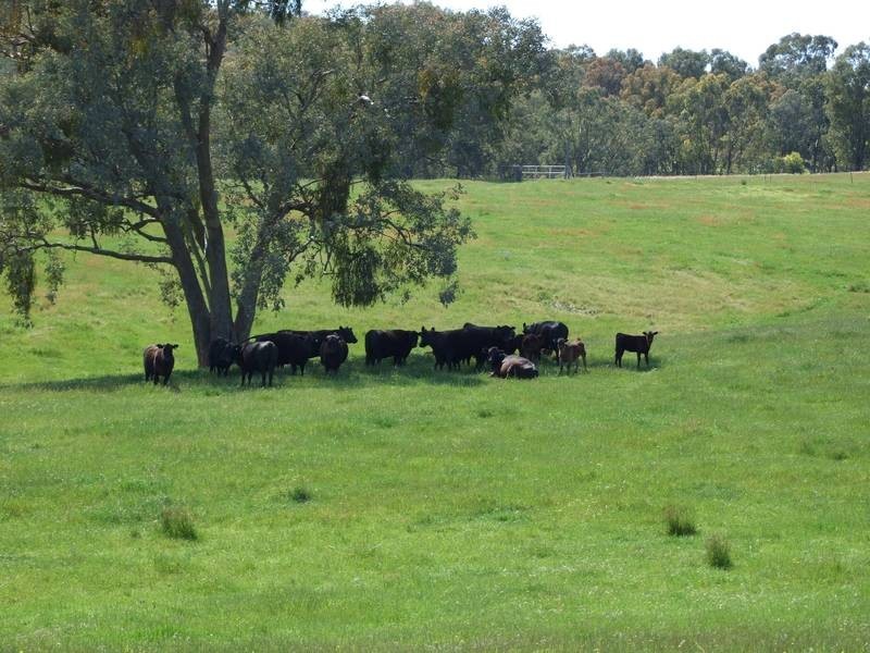 Markwood VIC 3678