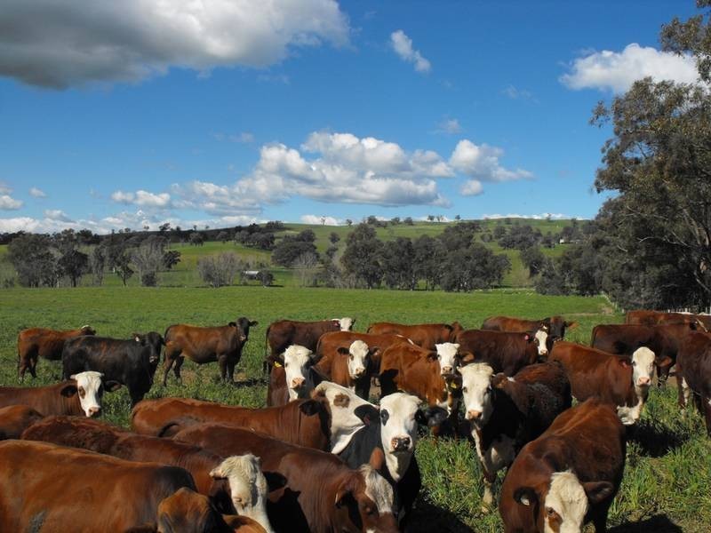 Hansonville VIC 3675