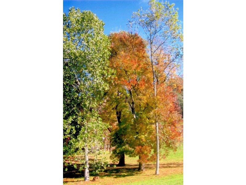 5640 Mansfield-Whitfield Road, Wangaratta VIC 3677