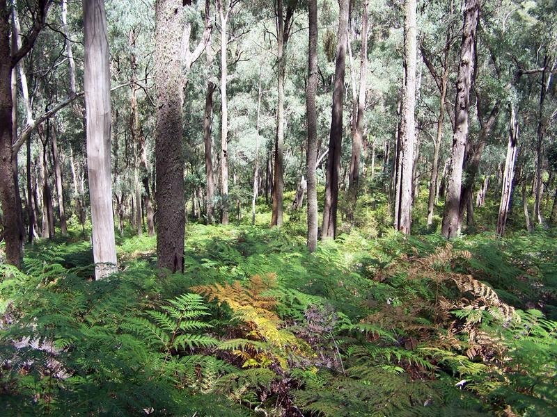 5640 Mansfield-Whitfield Road, Wangaratta VIC 3677