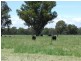 Wangaratta VIC 3677