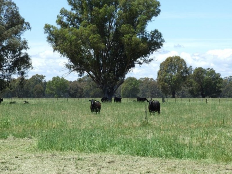 Wangaratta VIC 3677