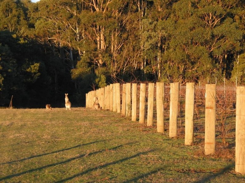 Whitfield VIC 3733