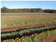 Whitfield VIC 3733