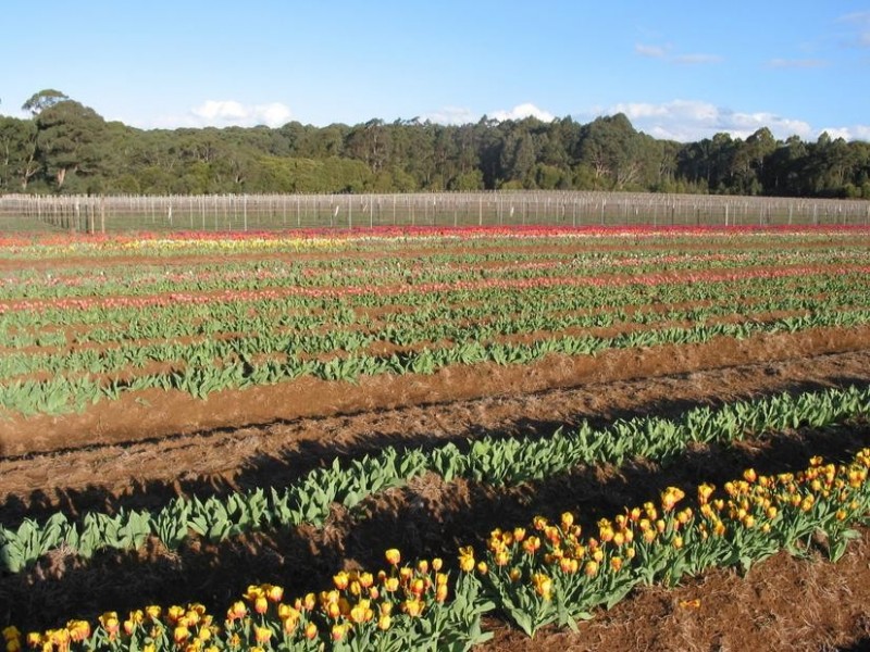 Whitfield VIC 3733