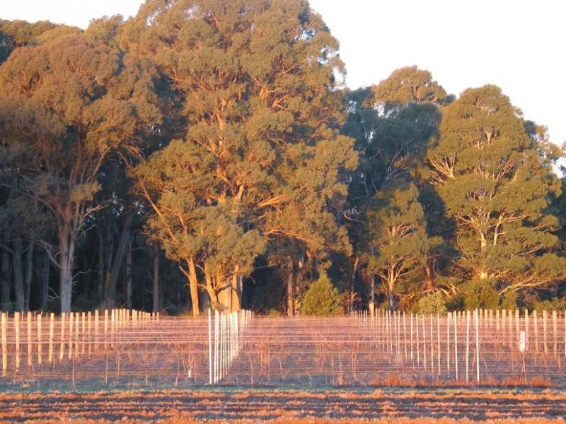 Whitfield VIC 3733