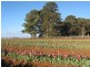 Whitfield VIC 3733