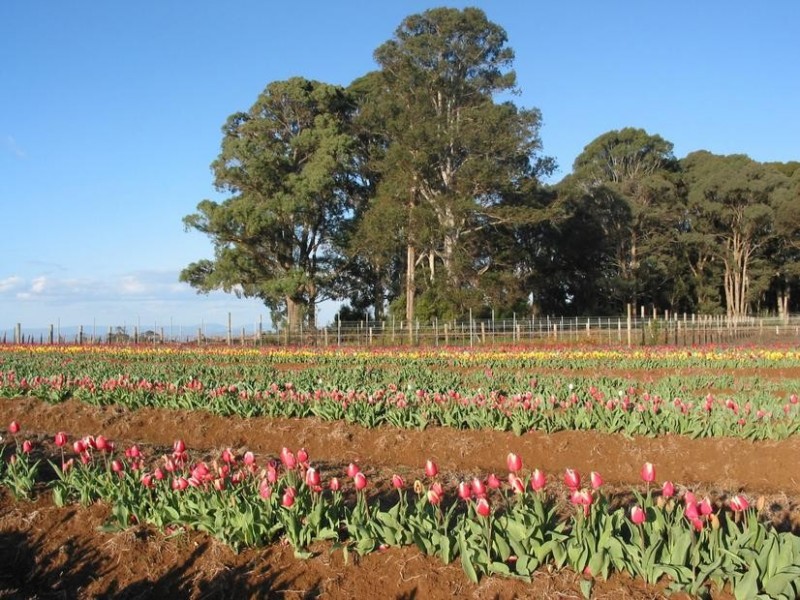 Whitfield VIC 3733
