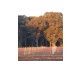Whitfield VIC 3733