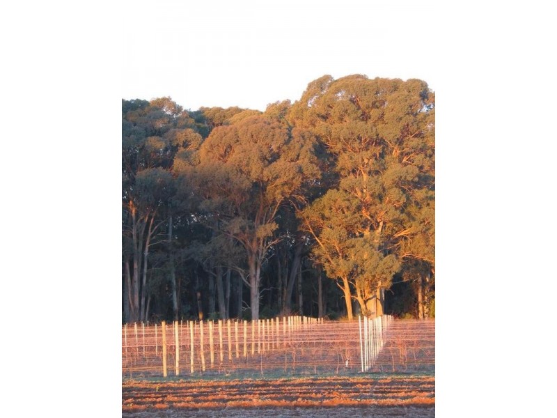 Whitfield VIC 3733