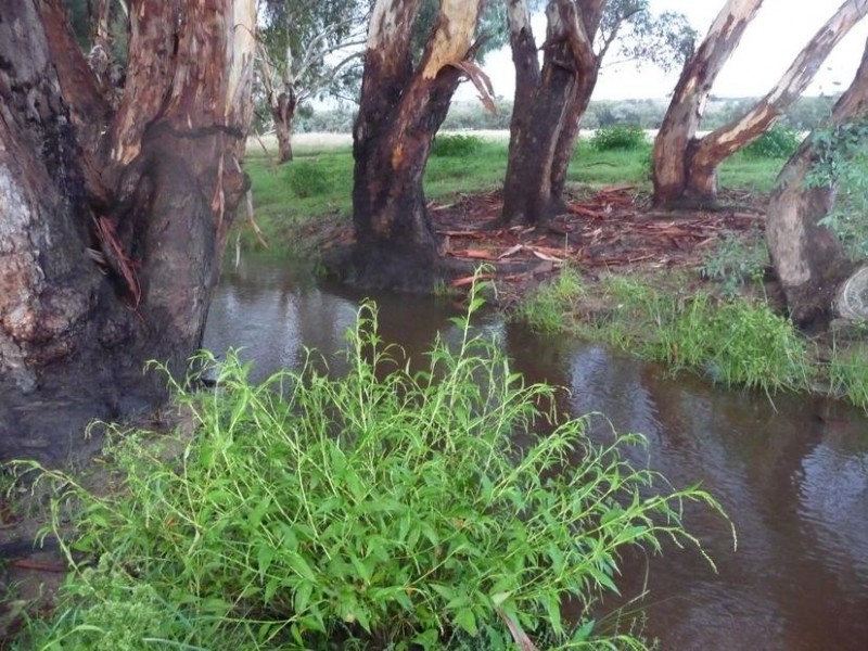 Tarrawingee VIC 3678