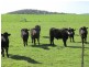 6047 Mansfield Whitfield Road, Whitfield VIC 3733