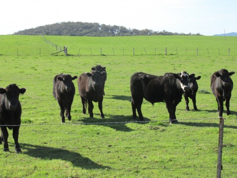 6047 Mansfield Whitfield Road, Whitfield VIC 3733