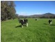 Greta South VIC 3675